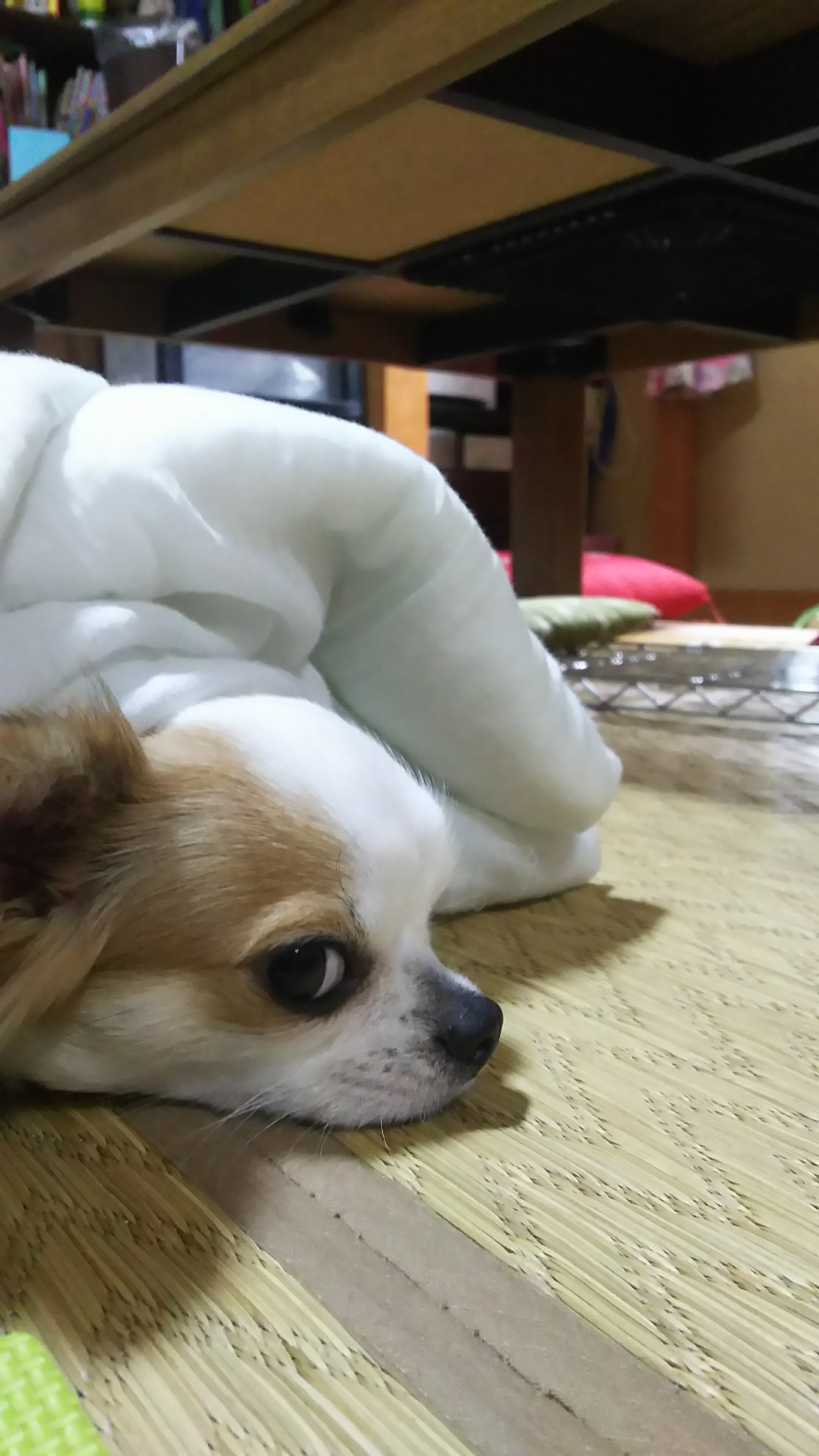 犬が 吐く 今日も小春日和で 京都あれこれ